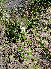lonicera subspicata var. denudata