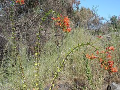 keckiella cordifolia