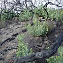 arctostaphylos glandulosa ssp. zacaensis