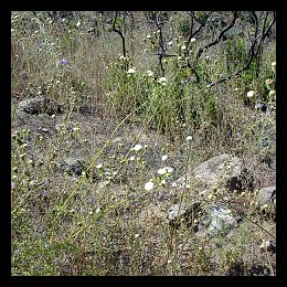 chaenactis artemisiifolia