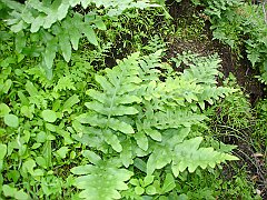 polypodium californicum