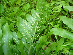 polypodium californicum