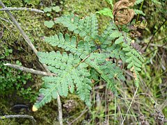 pentagramma triangularis