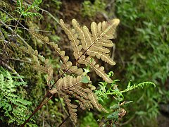 pentagramma triangularis