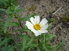 layia glandulosa