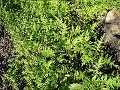 eucrypta chrysanthemifolia