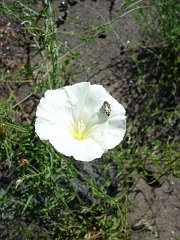 calystegia macrostegia
