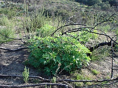 paeonia californica