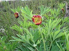 paeonia californica