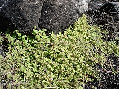 pterostegia drymarioides