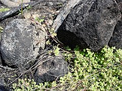 pterostegia drymarioides