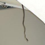 California striped racer - masticophis lateralis